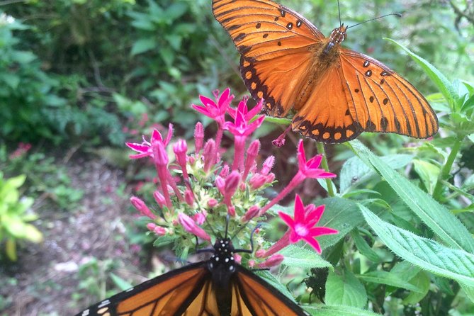 The Maui Butterfly Farm Tour - Who will enjoy this most