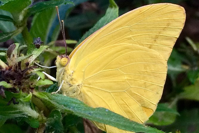 The Maui Butterfly Farm Tour - Timing, group size, and cancellation details