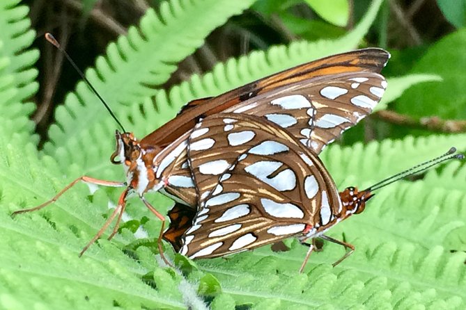 The Maui Butterfly Farm Tour - The butterfly flight house and hands-on encounters