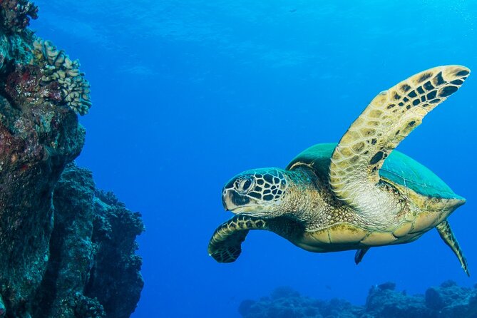 Try Scuba Diving on Kaua’i with Sea Turtles - Starting at Koloa Landing at 7:30 a.m.