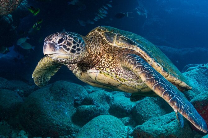 Try Scuba Diving on Kaua’i with Sea Turtles - Learning scuba without certification