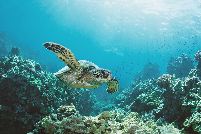 Turtle Canyon Snorkel Adventure in Waikiki, Oahu - Why Turtle Canyon Works as a Waikiki Half-Day Plan