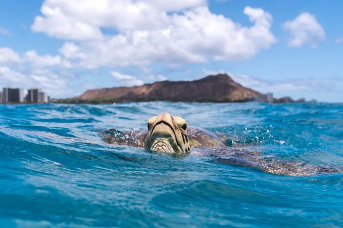 Turtle Canyon Snorkel Adventure - Small Group 6 Passengers - Practical details that can make or break the outing
