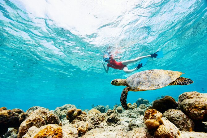 Turtle Canyon Snorkel Adventure - Small Group 6 Passengers - Who should book Turtle Canyon Snorkel Adventure