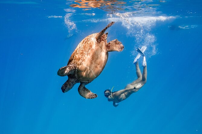 Turtle Canyon Snorkel: Semi Private Boat Tour - A fast ride from Honolulu to Turtle Canyon