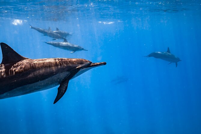 Turtle Canyon Snorkel: Semi Private Boat Tour - What the 90-minute schedule really gives you