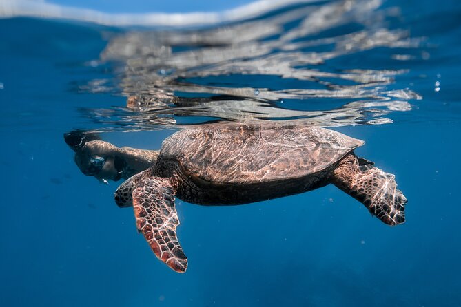 Turtle Canyon Snorkel: Semi Private Boat Tour - Is $109 a fair price?