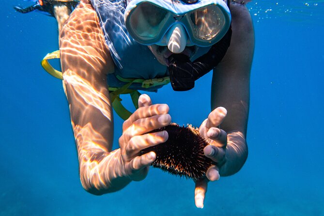 Turtle Canyon Snorkel: Semi Private Boat Tour - Who should choose this Turtle Canyon trip?