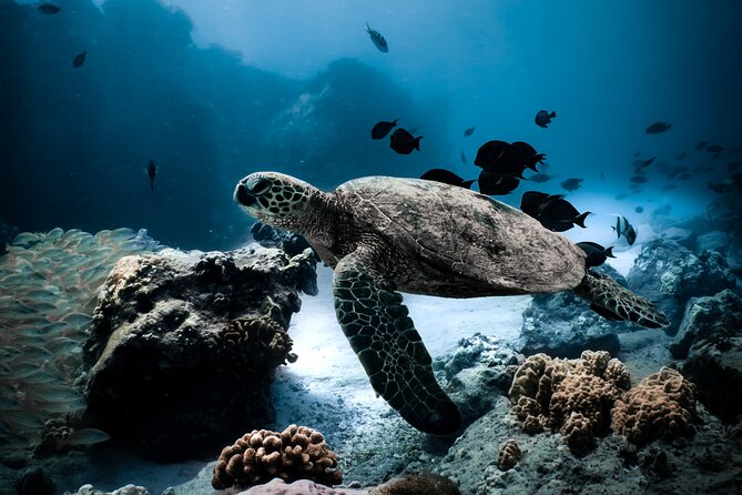 Turtle Canyon Snorkel Tour - Semi-private: 6 passenger max - Leaving Ala Moana Harbor for Diamond Head
