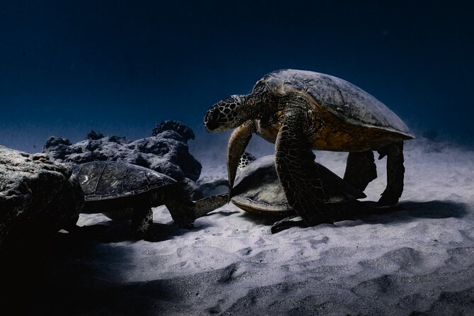 Turtle Canyon Snorkel Tour - Semi-private: 6 passenger max - Who will get the most from this tour