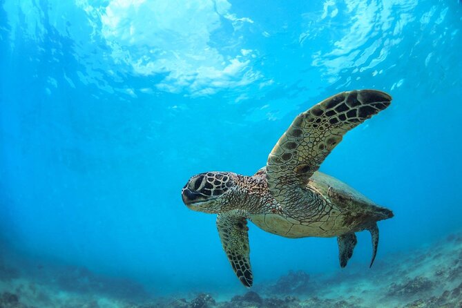 Turtle Reef Kayak Tour of Makena, Maui - Why Makena Bay works so well for a first kayak trip