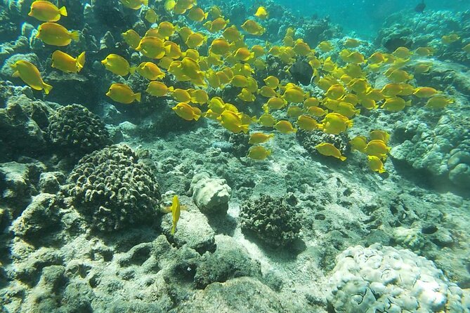 Two Reef Snorkel Trip-See Captain Cook Monument & Sea Caves - Key details at a glance