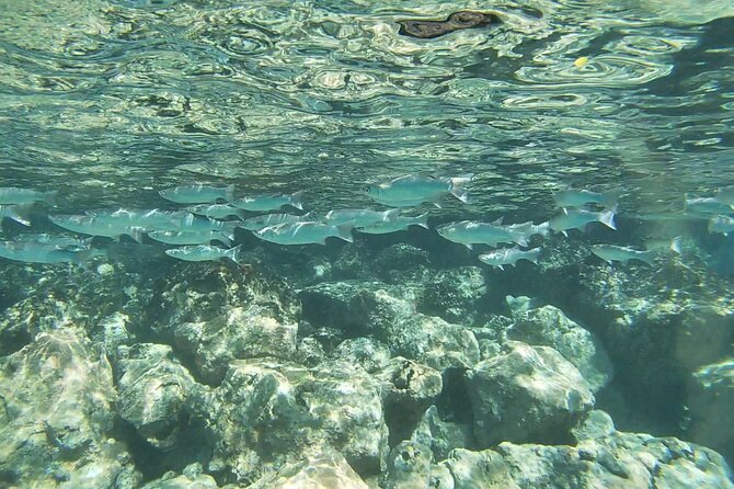 Two Reef Snorkel Trip-See Captain Cook Monument & Sea Caves - Dolphins, whales, and other wildlife