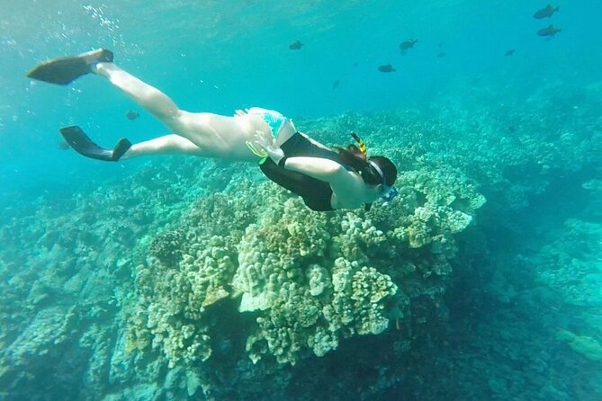 Two Reef Snorkel Trip-See Captain Cook Monument & Sea Caves - Is $119 a good value?