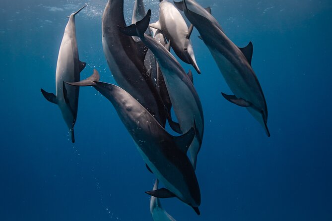 Two Tank Morning Reef Dive and Snorkel - Key points for your Kona morning