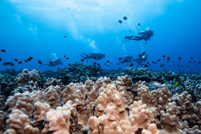 Two Tank Morning Reef Dive and Snorkel - The guide can shape the whole morning