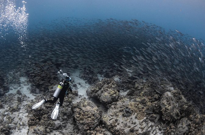 Two Tank Morning Reef Dive and Snorkel - What the five-hour schedule means for you