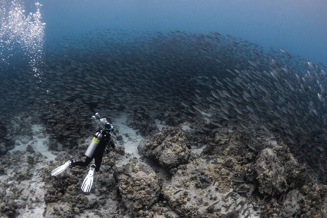 Two Tank Morning Reef Dive and Snorkel - Fitness, comfort, and preparation