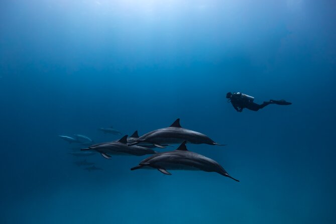 Two Tank Morning Reef Dive and Snorkel - Who should book this reef outing?