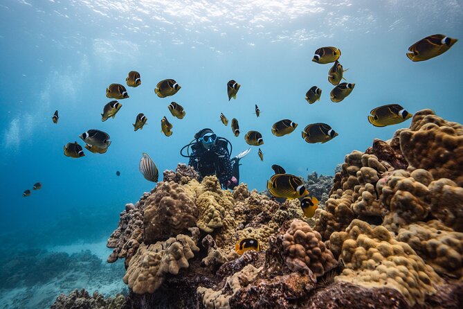Two Tank Morning Reef Dive and Snorkel - Why the shared scuba and snorkel format works