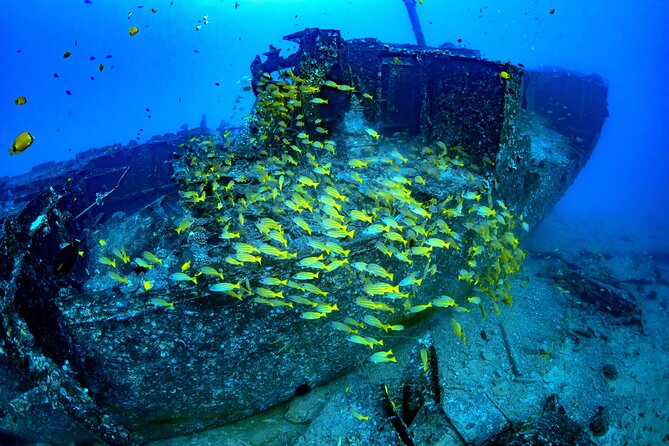 Waikiki: Atlantis Submarine Adventure - Practical details that affect your day