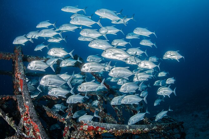 Waikiki: Atlantis Submarine Adventure - Starting at Hilton Hawaiian Village