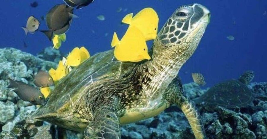 Waikiki Beach: Turtle Snorkeling and Sailing on Hāwea - Turtle Canyon gives this Waikiki trip a clear purpose