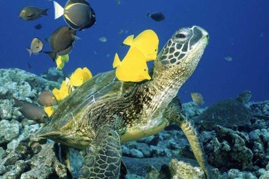 Waikiki Beach: Turtle Snorkeling and Sailing on Hāwea - The trip out from Waikiki