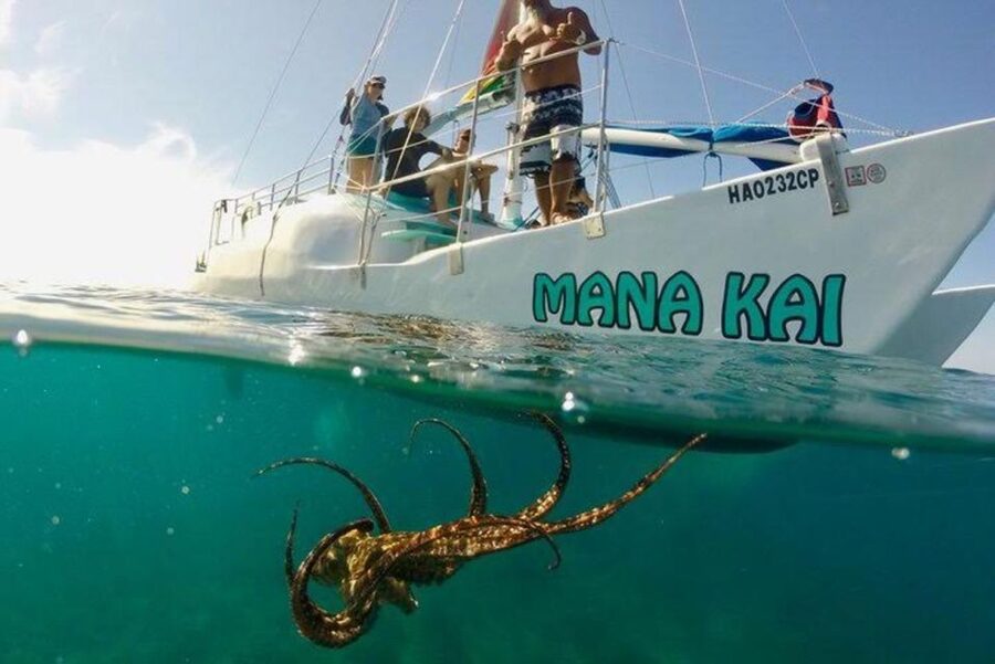 Waikiki Beach: Turtle Snorkeling and Sailing on Hāwea - The Waikiki sail is more than a ride back