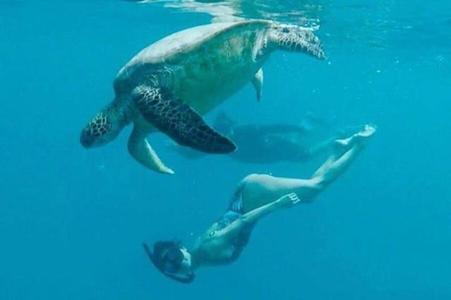 Waikiki Beach: Turtle Snorkeling and Sailing on Hāwea - Who should book this Turtle Canyon outing?