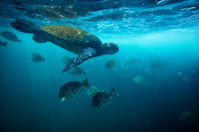 Waikiki Catamaran Snorkel Sail with Lunch: Turtles Guaranteed - What Turtle Canyon means for your snorkel