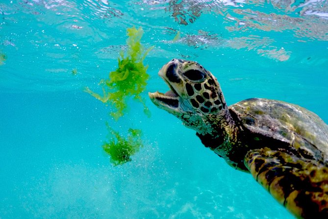 Waikiki Catamaran Snorkel Sail with Lunch: Turtles Guaranteed - Midday lunch and drinks versus a lighter morning trip