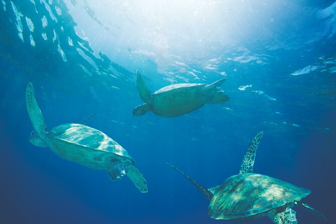 Waikiki Catamaran Snorkel Sail with Lunch: Turtles Guaranteed - The boat, equipment, and comfort details