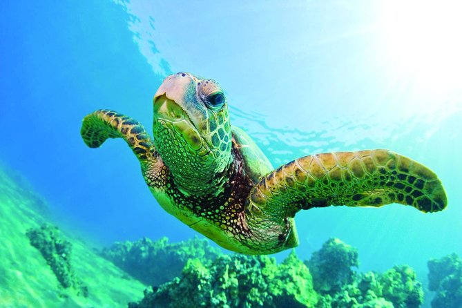 Waikiki Catamaran Snorkel Sail with Lunch: Turtles Guaranteed - The water can be calm, choppy, or crowded