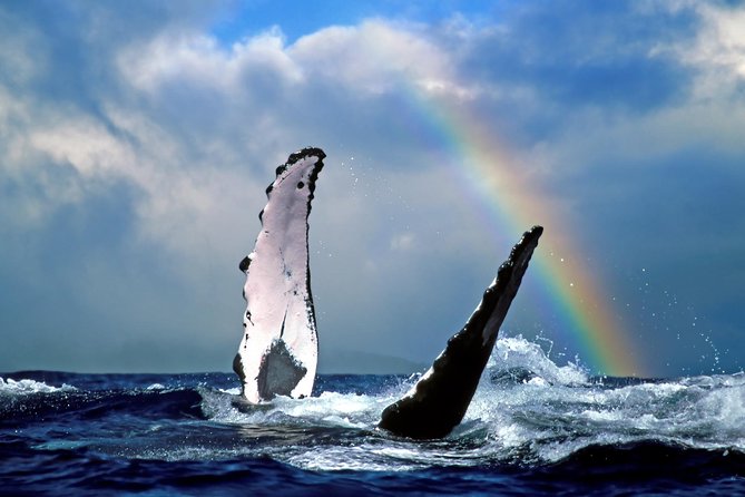 Waikiki Deluxe Catamaran Whale Watch - A two-hour cruise with a party-boat side