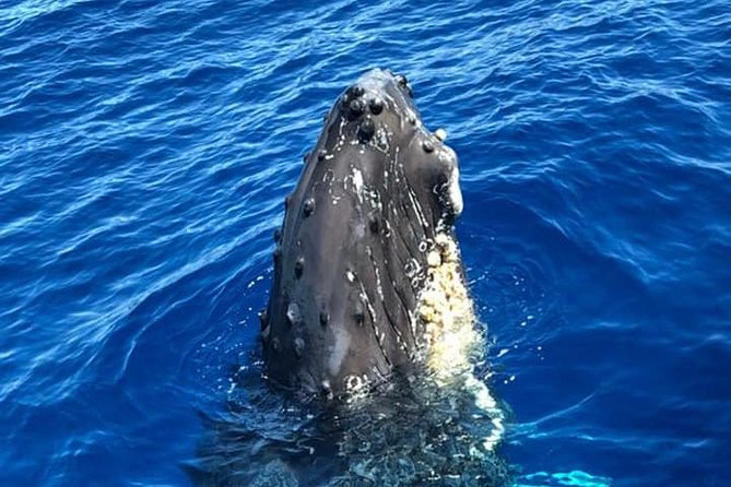 Waikiki Deluxe Catamaran Whale Watch - Comparing the $89 price with the experience