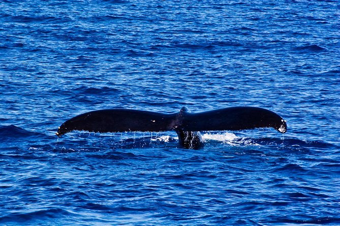 Waikiki Deluxe Catamaran Whale Watch - Pickup details that can save you a scramble