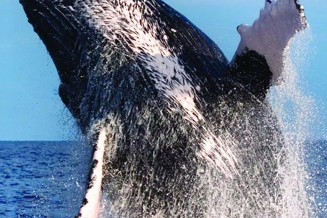 Waikiki Deluxe Catamaran Whale Watch - Should you book the Waikiki Deluxe Catamaran Whale Watch?