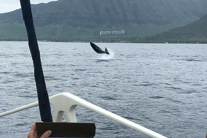 Waikiki Deluxe Catamaran Whale Watch - Whale season, sightings, and the no-whale promise