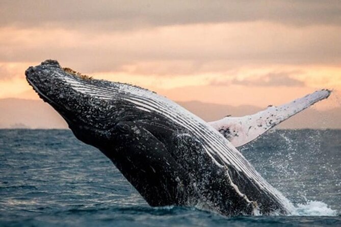 Waikiki Glass Bottom Boat Cruise - Sea life: what you may and may not see