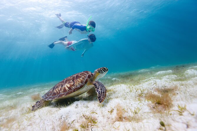 Waikiki Green Sea Turtle Snorkeling Tour - Boat Excursion - Turtle Canyon, where honu are the main event