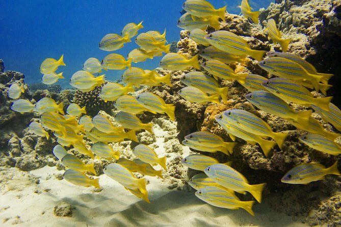 Waikiki, Hawaii: Deluxe Snorkel and Wildlife Cruise - Crew help, safety, and the family factor
