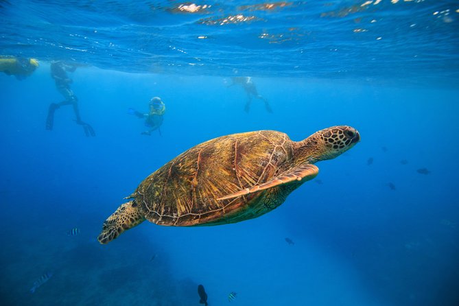 Waikiki, Hawaii: Turtle Canyon Snorkel Excursion - What makes this Turtle Canyon trip worth considering