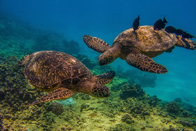 Waikiki, Hawaii: Turtle Canyon Snorkel Excursion - The Waikiki Beach stop and the short ride to the reef