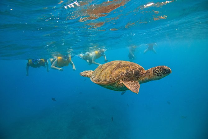 Waikiki, Hawaii: Turtle Canyon Snorkel Excursion - The water lesson before you snorkel