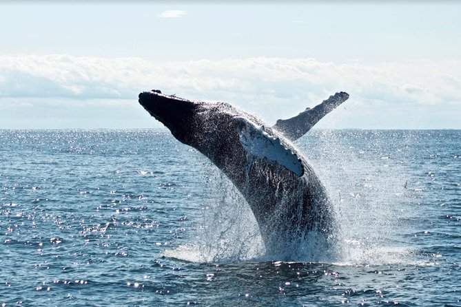 Waikiki, Oahu 2-Hour Whale Watching: Guaranteed Sightings - The boat ride, motion, and viewing conditions