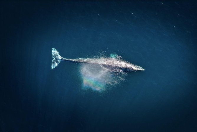Waikiki, Oahu 2-Hour Whale Watching: Guaranteed Sightings - When to book and who will enjoy it most