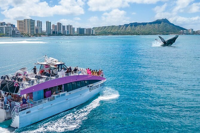 Waikiki, Oahu 2-Hour Whale Watching: Guaranteed Sightings - How to give yourself the best chance of a good outing