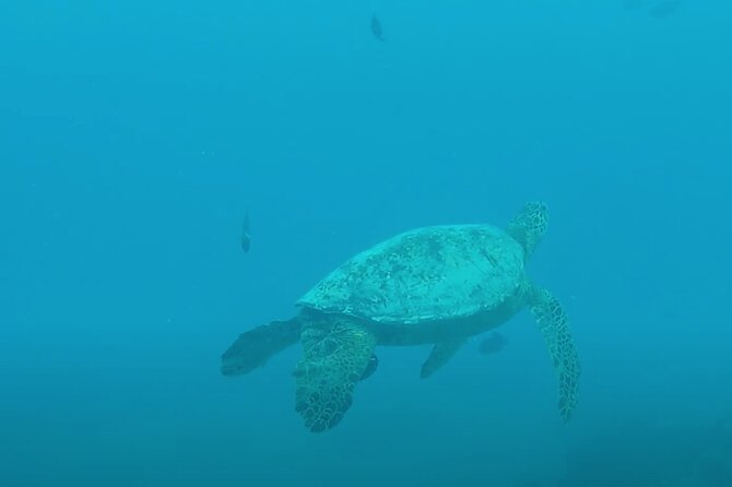 Waikiki Snorkel Tour - The safety briefing and entering the water
