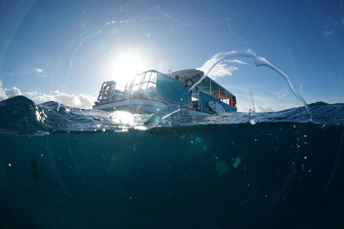 Waikiki Snorkel Tour - What you may see beneath the boat